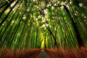 The Bamboo Forest